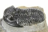 Detailed Gerastos Trilobite Fossil - Morocco #277657-2
